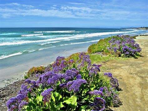 Sea Lavender On Beach In Front Of Jakes In Del Mar California