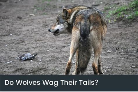 Do Wolves Wag Their Tails And Why Greeting And Excitement