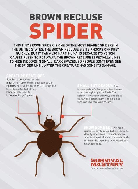 Brown Recluse Bite Stages Timeline