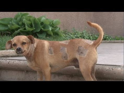 This ranges from 24 to 100 euros ($25 to $1,070) per year depending on the breed of dog and the location. German Shepard saves small dog from coyotes. - YouTube