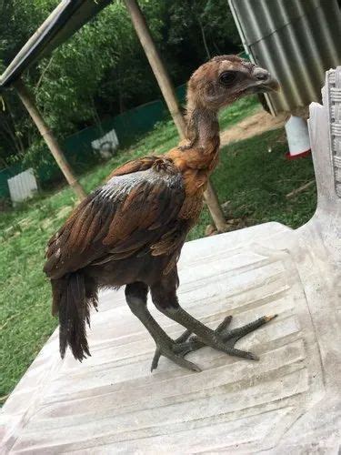 Tamil Fighter Cock At Rs 800piece New Items In Midnapore Id