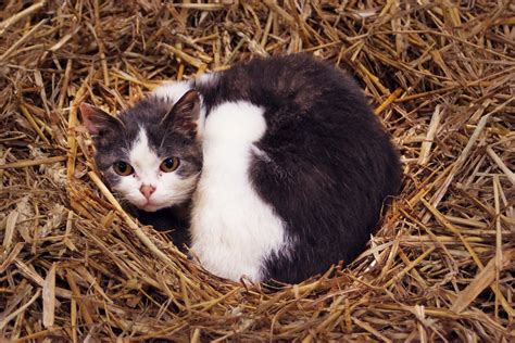 Farm Cat Hay Free Photo On Pixabay