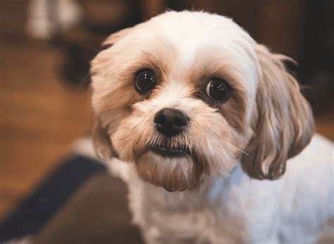 View ad bichon frise shih poo mix litter of puppies for sale near. Top 11 Most Adorable Shih Tzu Mixes: Which One is Right ...