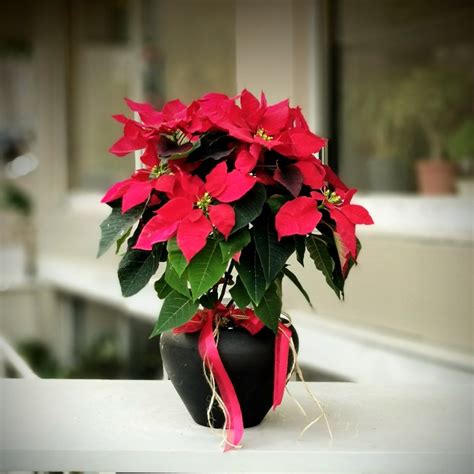 Atatürk çiçeği ( poinsettia ) hakkında aklınıza takılan tüm sorular bakımı, budama ve anlamı gibi genel bütün bilgileri sizler için bir araya getirdik. Atatürk Çiçeği - Puansetya çiçekçi, Atatürk Çiçeği ...