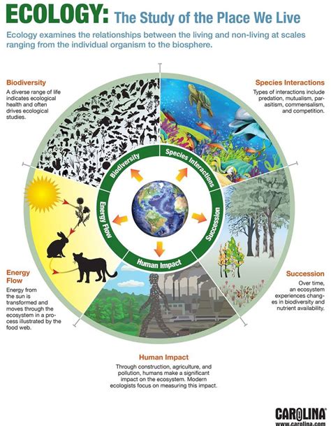 Infographic Ecology The Study Of The Place We Live Teaching