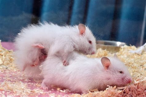 15 Fun Facts About Hamsters Discover Walks Blog