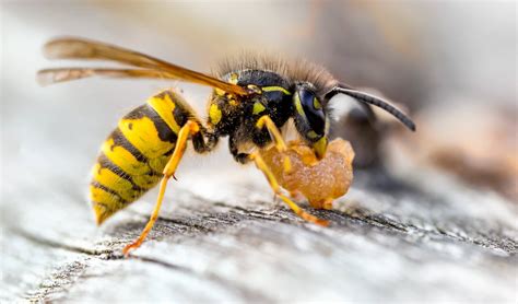 Yellow Jackets Are Not Your Friends Bugtech