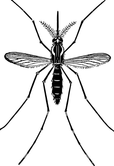 Mosquito Png Images Transparent Free Download Pngmart