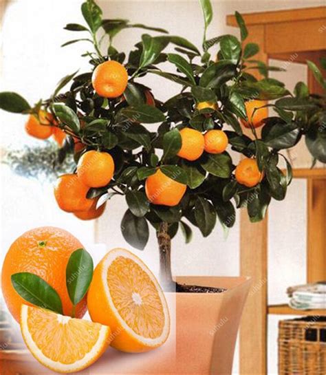 Bonsai 20 Pcs Orange Potted Edible Tangerine Citrus Fruit Dwarf Orange