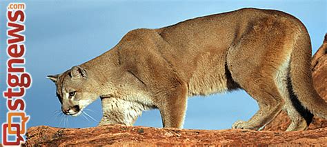 Cougar Hunting Harvest Objective Permits Go On Sale St George News