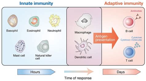 Cellular Components Of The Mammalian Immune System The