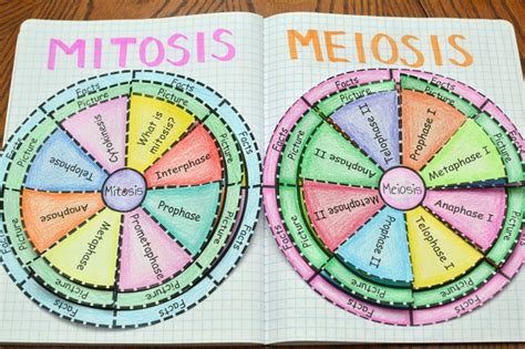 Mitosis And Meiosis Wheel Foldables Great For Science Interactive