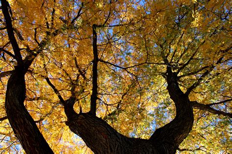 You can download free tree png images with transparent backgrounds from the largest collection on pngtree. Autumn Tree from Below Picture | Free Photograph | Photos ...