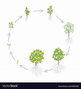 Lemon Tree Growth Stages Royalty Free Vector Image