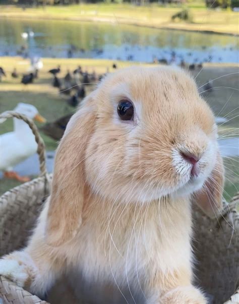 American Fuzzy Lop Rabbits For Sale Chino Ca 424712