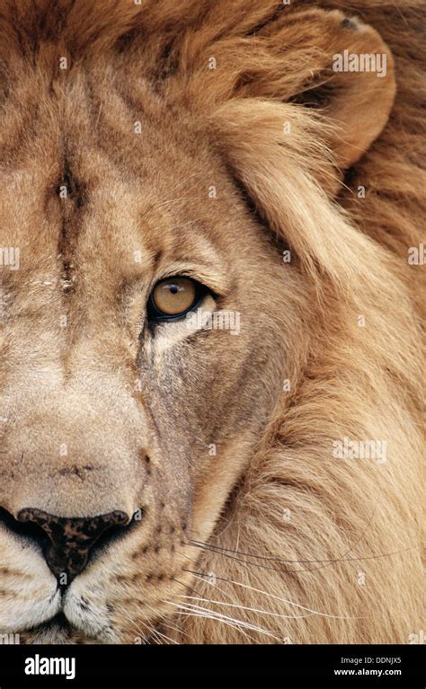 Lion Menace Hi Res Stock Photography And Images Alamy