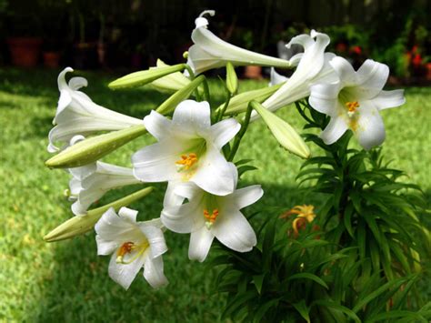 Lilium Lonlorum Easter Lily World Of Flowering Plants