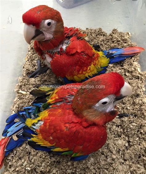 Scarlet Macaw Baby Pair For Sale Denimix Anipets Paradise