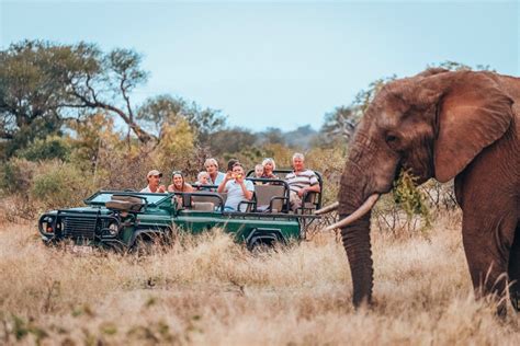 4 Hour Game Drive Safari In Hoedspruit Book With My Africa