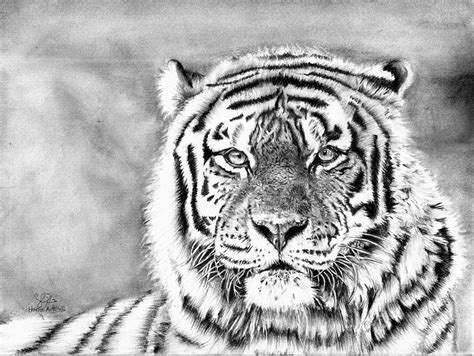 Черно Белый Тигр Картинки Для Срисовки Telegraph