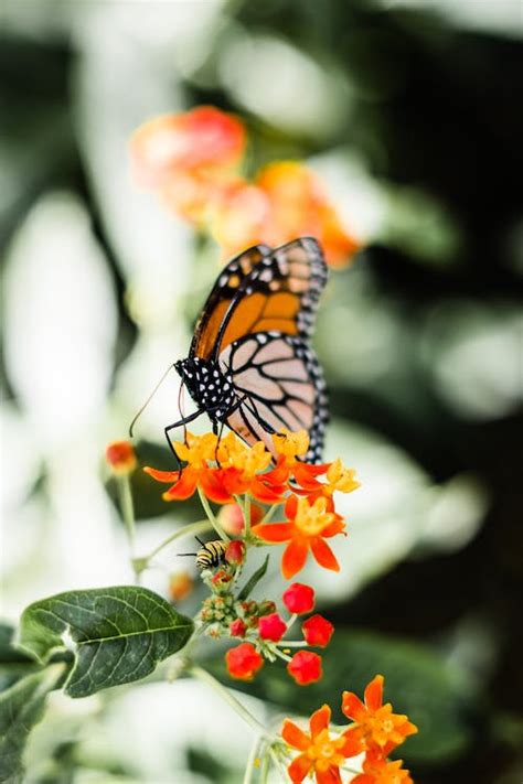1000 Best Butterfly Photos · 100 Free Download · Pexels Stock Photos