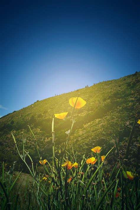 Free Images Landscape Tree Nature Forest Grass Horizon