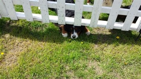 Please Let Me Come Out With You Bernese Mountain Dog Puppy Freya