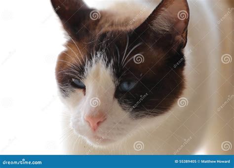 Snowshoe Burmese Cat Stock Image Image Of Purebred Breed 55389405