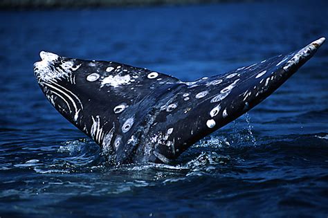 Whale Watching Vancouver Island News Events Travel Accommodation