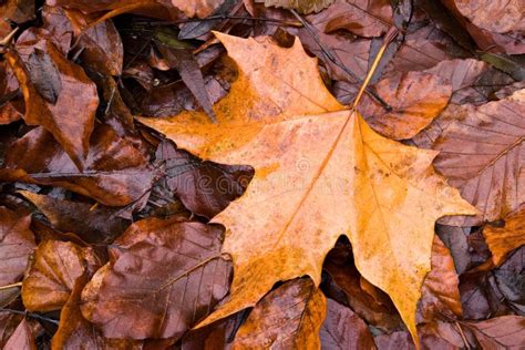 Wet Fall Leaves Stock Photo Image Of Foliage Outdoors 6856066
