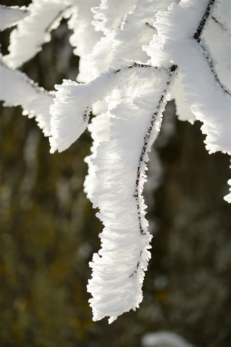 Free Images Tree Branch Snow Cold Winter Leaf Frost Ripe Ice
