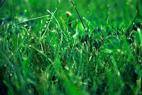 Green Grass Grows On The Ground Stock Photo Image Of Shot Summer