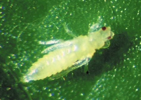 Thrips In Greenhouse Crops Biology Damage And Management Ontarioca