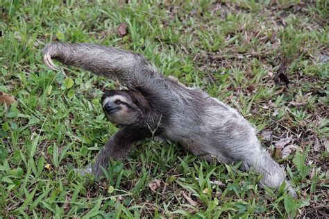 Tourists See Sloth Doing Yoga And Decide To Join In