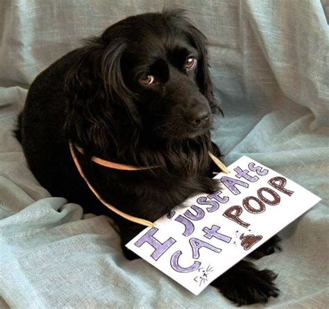 Dogs Being Shamed With Signs 70 Funny Pictures Cool