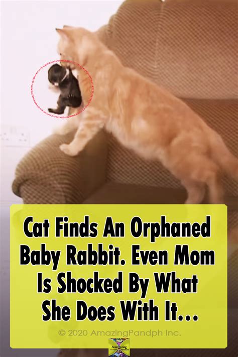 Cat Adopts Baby Rabbit Amazingpandph