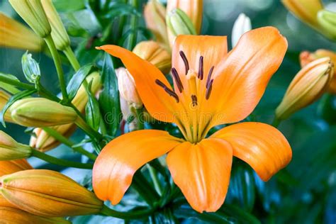 Orange Tiger Lilies Flowering In A Garden In Wales Stock Photo Image