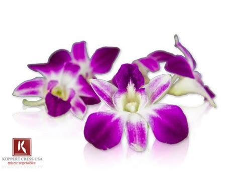 There are two bulk pack options to choose. Fresh Karma Orchids | Edible flowers, Edible roses, Orchids