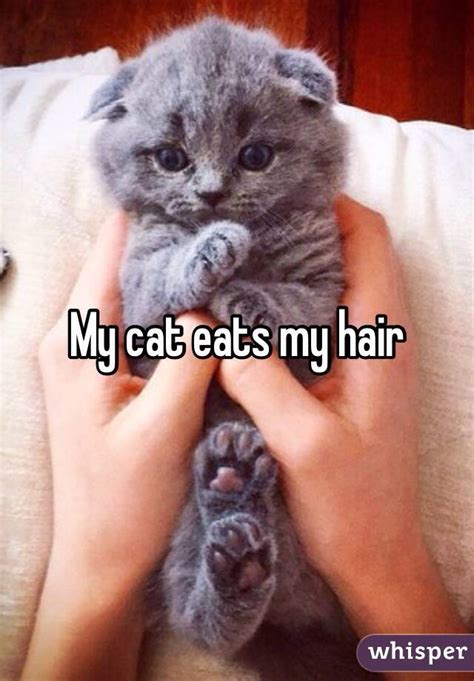 My Cat Eats My Hair