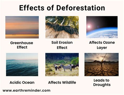 Causes Of Deforestation Airsabuy Com