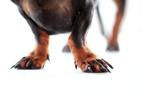 How To Treat Rickets In Dogs With 3 Important Vitamins