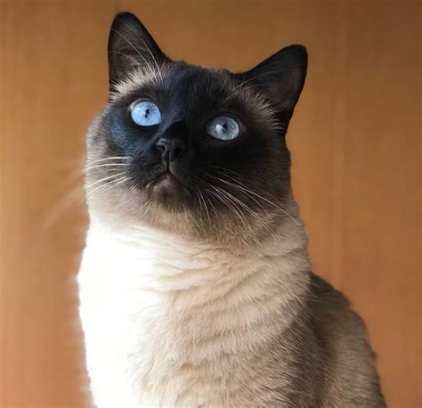 15 Pics That Prove Siamese Cats Are The Most Mysterious Cats Ever The