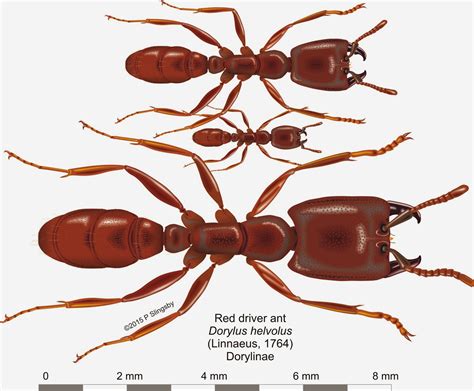 Ants Of Southern Africa Dorylus Helvolus The Red Driver Ant