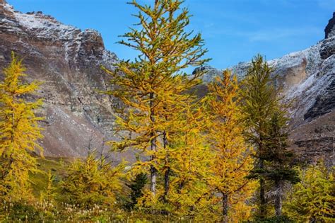 Premium Photo Beautiful Golden Larches In Mountains Canada Fall Season