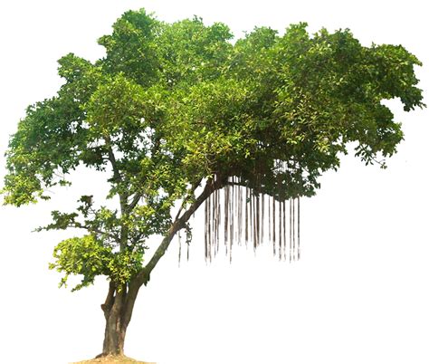 Gambar Pohon Palem Png Jenis Pohon Apa Yang Anda Sukai Untuk Ditanam