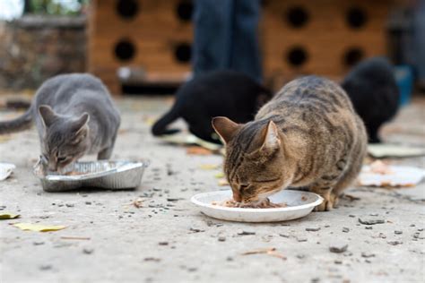 How To Care For Feral Cats 4 Tips For Happy Healthy Ferals All