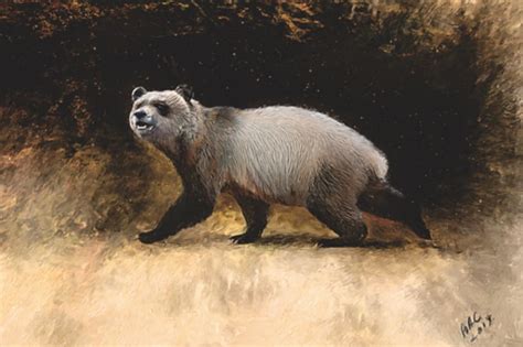 Animals Extinct Panda From Ancient Europe Highlights Debate Over