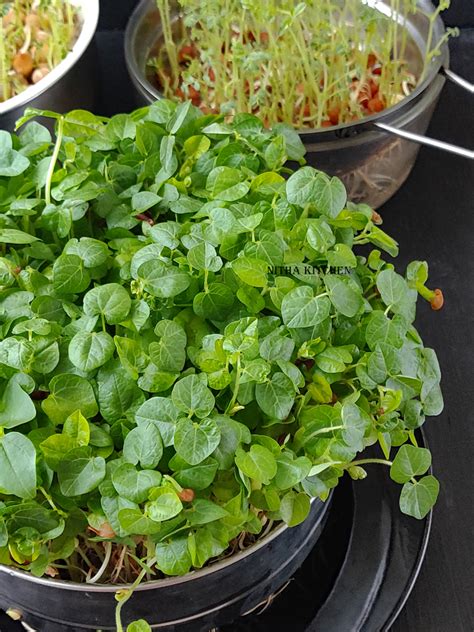 How To Grow Microgreens Indoor With Video Tutorial Nitha Kitchen