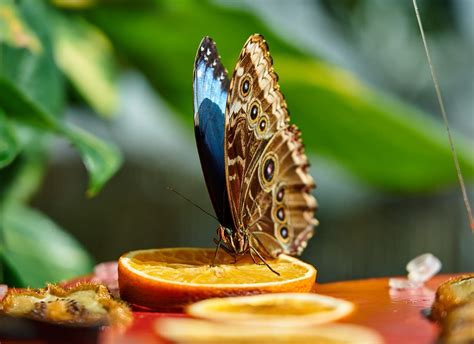 What Do Blue Morpho Butterflies Need To Survive Stlouis Reeme1945