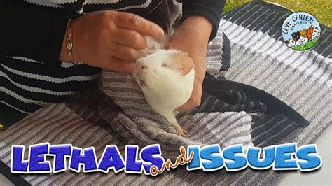 Guinea Pig Lethals And How Are Lethals Born What Is A Lethal Guinea